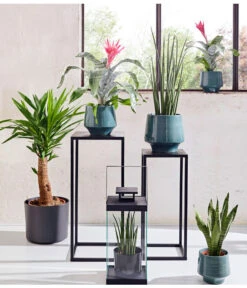 Bogenhanf - Sansevieria Cylindrica 'Mikado' 9 Bogenhanf - Sansevieria Cylindrica 'Mikado' -Gardena Store 20180515 PR MO 001 AechmeaSansevieriaBL15