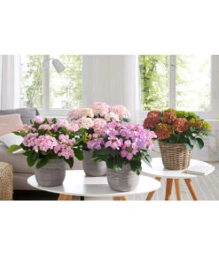 Hortensie - Hydrangea Macrophylla 'Tiffany' 7 Hortensie - Hydrangea Macrophylla 'Tiffany' -Gardena Store 20180522 PR MO 002 HortensienPremium