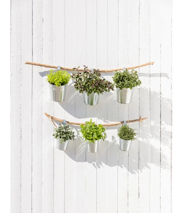 Dehner Gourmet Garten Strauchbasilikum 'Magic Blue' 4 Dehner Gourmet Garten Strauchbasilikum 'Magic Blue' – Bild 4