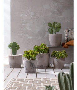 Feigenkaktus - Opuntia Consolea -Gardena Store 20190301 PR MO 001 Kakteen und Succulenten 02