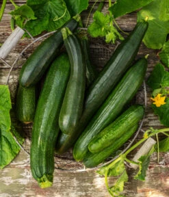 Mini Schlangengurke -Gardena Store 20200722 8830747 8831000 WE MO 001 GurkeEtikett