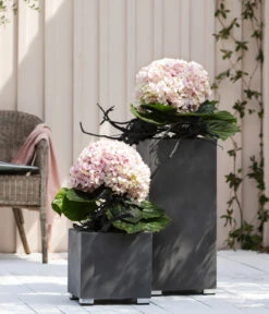 Bauern-Hortensie 'Avantgarde' -Gardena Store 20210415 WE MO 001 HortensieAvantgarde BL08 2022 01