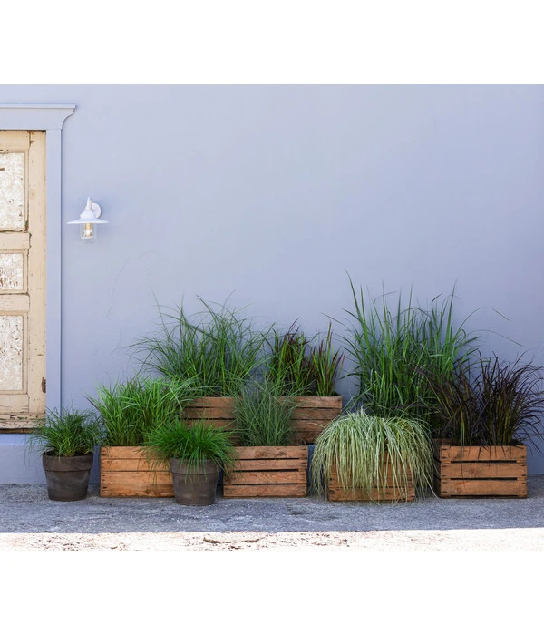 Weißbunte Japan-Segge 'Variegata' – Bild 3