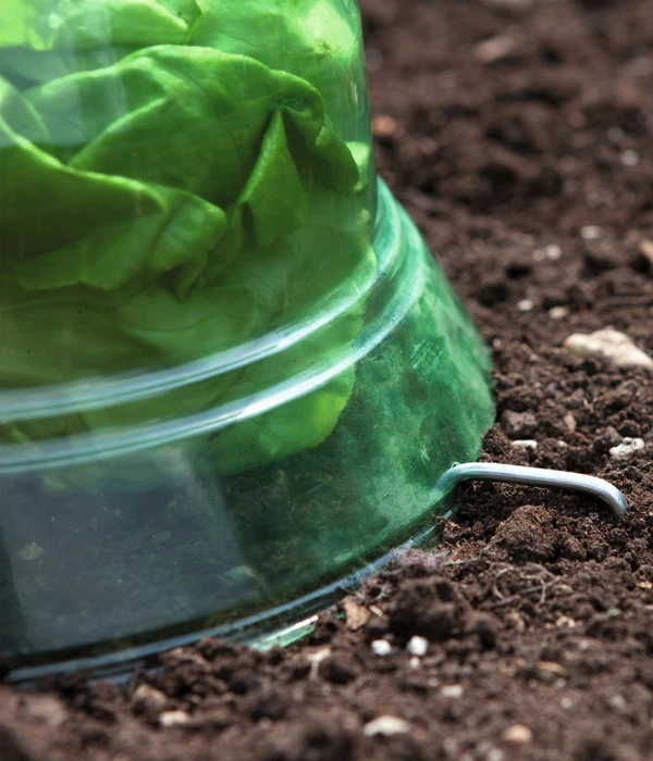 Windhager Pflanzenhut, Ø24 Cm, 10 Stk. 6 Windhager Pflanzenhut, Ø24 Cm, 10 Stk. – Bild 6