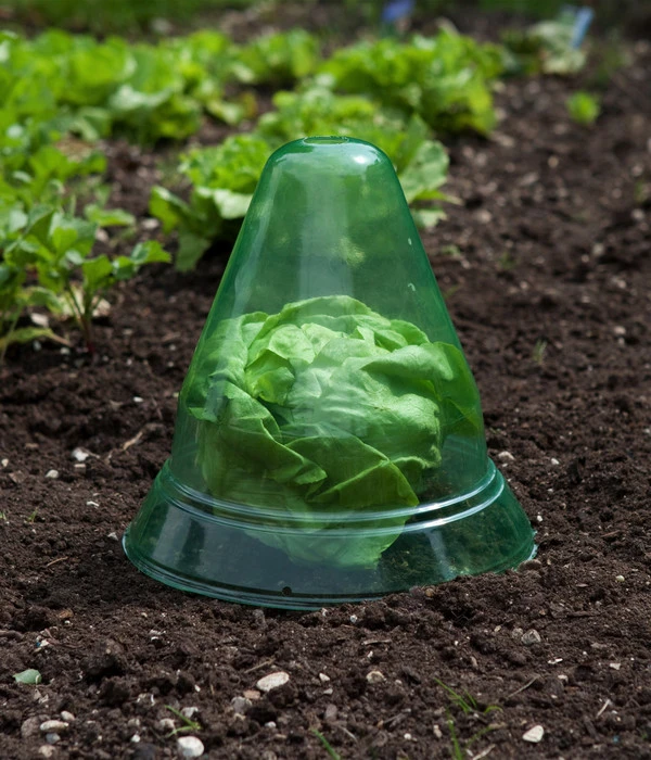 Windhager Pflanzenhut, Ø24 Cm, 10 Stk. 5 Windhager Pflanzenhut, Ø24 Cm, 10 Stk. – Bild 5