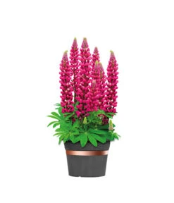 Dehner Bio Schneckenband Kupfer, 5 M -Gardena Store 2536555 WE FS 002 DehnerSchneckenbandKupfer