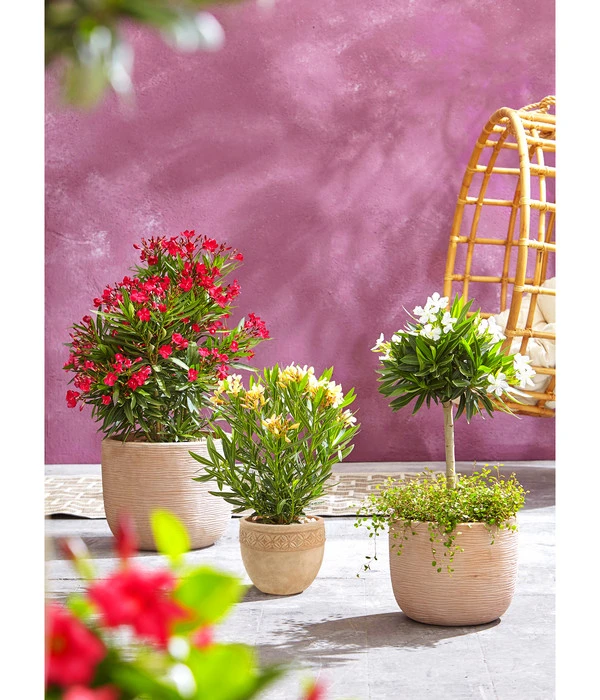 Dehner Terrakotta-Topf Neapel, Rund 2 Dehner Terrakotta-Topf Neapel, Rund – Bild 2