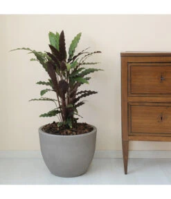 Gardena Store -Gardena Store 4178166 WE DE 002 ORIONERunderPflanzkuebelDurchmesser40cm30cmhochSTEINBEIGE