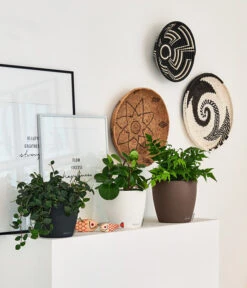 LECHUZA® CLASSICO Color, All-in-One-Set -Gardena Store 4309712 PR FS 001 ClassicoColorWeissMuskatSchiefergrau