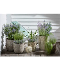 Blauraute 'Blue Spire' -Gardena Store 4435640 PR MO 003 KeramikTopfBungxe