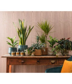 Dehner Keramik-Übertopf Elsa, Bauchig, Türkis -Gardena Store 4440152 WE MO 001 TopfElsaKorbPapetteTopfThies 409883