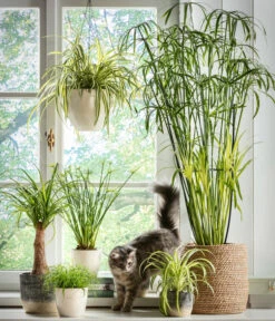 Dehner Keramik-Ampel, Konisch -Gardena Store 5122866 5122809 WE MO 001 Haustierfreundliche Gruenpflanzen