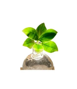 Waterplant Balsamapfel Im Kugelglas - Clusia Rosea 'Princess', Mit LED -Gardena Store 6125074 WE DE 001 WaterPlantlusia7cmmitLicht