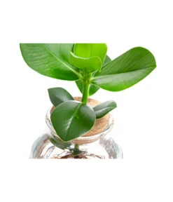 Waterplant Balsamapfel Im Kugelglas - Clusia Rosea 'Princess', Ca. 30 Cm 7 Waterplant Balsamapfel Im Kugelglas - Clusia Rosea 'Princess', Ca. 30 Cm -Gardena Store 6125082 WE DE 001 WaterPlantsClusia12cm