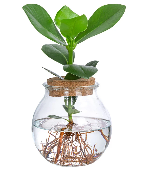 Waterplant Balsamapfel Im Kugelglas - Clusia Rosea 'Princess', Ca. 30 Cm 1 Waterplant Balsamapfel Im Kugelglas - Clusia Rosea 'Princess', Ca. 30 Cm