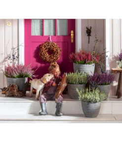 Knospenheide, Verschiedene Sorten -Gardena Store 6347207 7084932 WE MO 001 Cococut Knospenheide Prunus