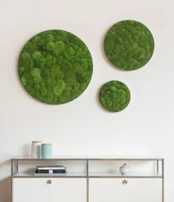 StyleGREEN Bild Aus Kugelmoos, Ellipsoid, Ca. Ø54 Cm 6 StyleGREEN Bild Aus Kugelmoos, Ellipsoid, Ca. Ø54 Cm -Gardena Store 6429963 WE MO 002 KugelmoosEllipsoid54cmStylegreen