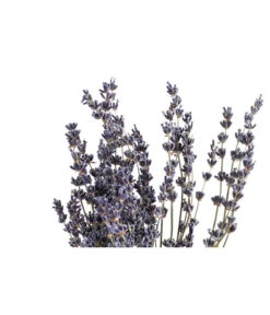 Trockenblumenbund Lavendel -Gardena Store 6491682 PR DE 001 LavendeltiefblauBund DehnerExpressHerzig