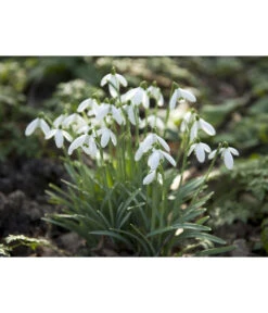 Dehner Blumenzwiebel 5 Monate Blütenpracht, 200 Stk. -Gardena Store 6617286 WE MO 006 DehnerBlumenzwiebel5MonateBlumenpaket