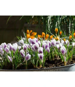 Dehner Blumenzwiebel 5 Monate Blütenpracht, 200 Stk. -Gardena Store 6617286 WE MO 008 DehnerBlumenzwiebel5MonateBlumenpaket