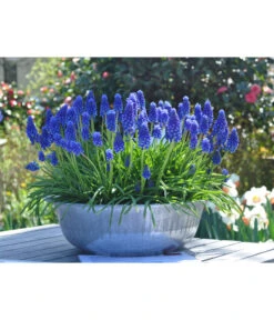 Dehner Blumenzwiebel 5 Monate Blütenpracht, 200 Stk. -Gardena Store 6617286 WE MO 009 DehnerBlumenzwiebel5MonateBlumenpaket