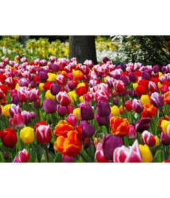 Dehner Blumenzwiebel 5 Monate Blütenpracht, 200 Stk. -Gardena Store 6617286 WE MO 010 DehnerBlumenzwiebel5MonateBlumenpaket