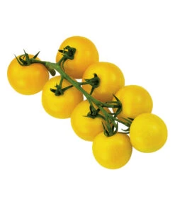 Sonnenparadeiser, Gelb -Gardena Store 6766794 WE FS 002 SonnentomateGelb