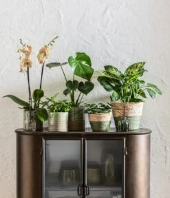 Schmetterlingsorchidee - Phalaenopsis Cultivars, Verschiedene Sorten -Gardena Store 6842892 6735286 6842892 6842900 WE MO 001 KorbPhilGruen