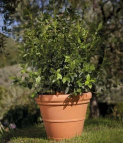 Farmet New Kunststoff-Topf Impruneta, Rund, Terrakotta, Inkl. Untersetzer -Gardena Store 6965271 WE MO 001 FarmetNewKunststoffBlumentopfImprunetarundterrakotta