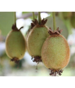 Kiwi 'Issai' 5 Kiwi 'Issai' -Gardena Store 7033822 PR DE 001 ActinidiaKiwiArgutaIssaiPixabay