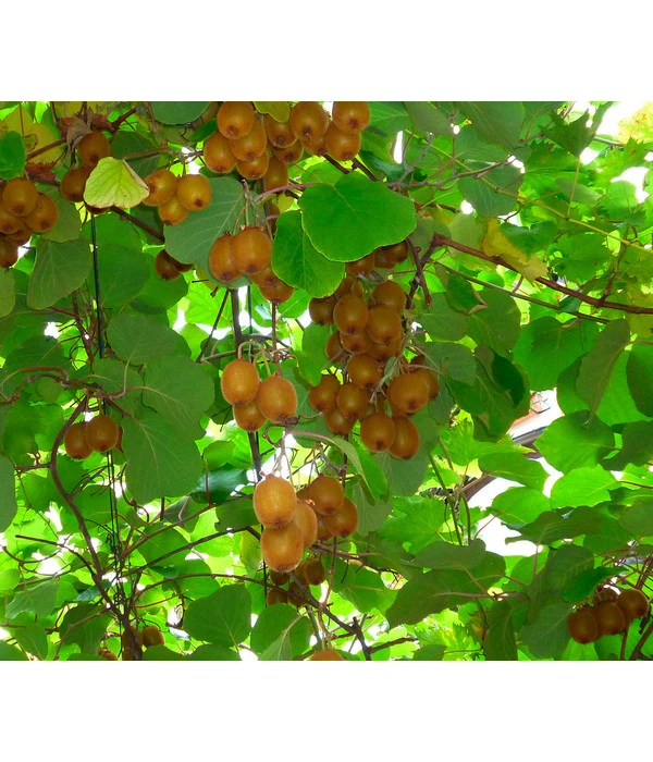 Kiwi 'Issai' 1 Kiwi 'Issai'