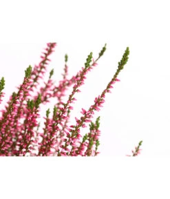 Knospenheide, Verschiedene Sorten -Gardena Store 7084932 WE DE 001 CallunaRenaKnospenheide