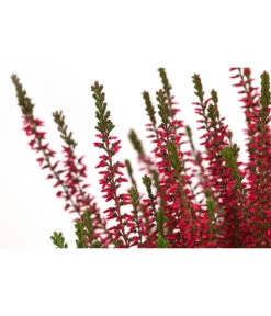 Knospenheide, Verschiedene Sorten -Gardena Store 7084932 WE DE 003 CallunaAngiKnospenheide