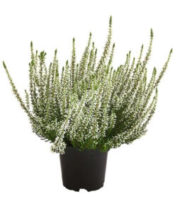 Knospenheide, Verschiedene Sorten -Gardena Store 7084932 WE FS 003 CallunaHelenaKnospenheide