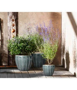 Blauraute 'Blue Spire' -Gardena Store 7090863 7302631 WE MO 001 Blauraute Bartblume