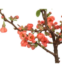 Zierquitte -Gardena Store 7101900 WE DE 001 ZierquitteChaenomelesFriesdorferTyp3LDehnerExpressHerzig