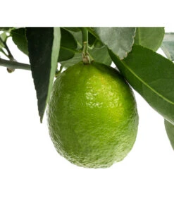 Limette 'Lima Verde' -Gardena Store 7118391 WE DE 001 CitrusLimetteLimaVerdeDehnerExpressHerzig