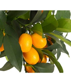 Kumquat -Gardena Store 7118797 WE DE 001 CitrusKumquatT18DehnerExpressHerzig