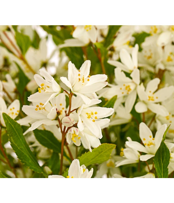 Maiblumenstrauch 'Yuki Snowflake®' 1 Maiblumenstrauch 'Yuki Snowflake®'