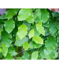 15 Meter Rotbuche, 60 X Ca. 125-150 Cm -Gardena Store 7185077 FagusSylvaticaDetailLuckner