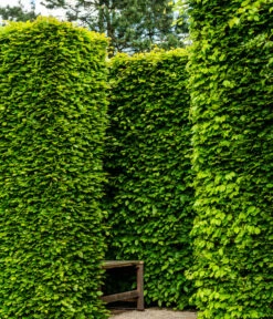 15 Meter Rotbuche, 60 X Ca. 125-150 Cm -Gardena Store 7185093 WE MO 002 RotbucheFagusSylvatica