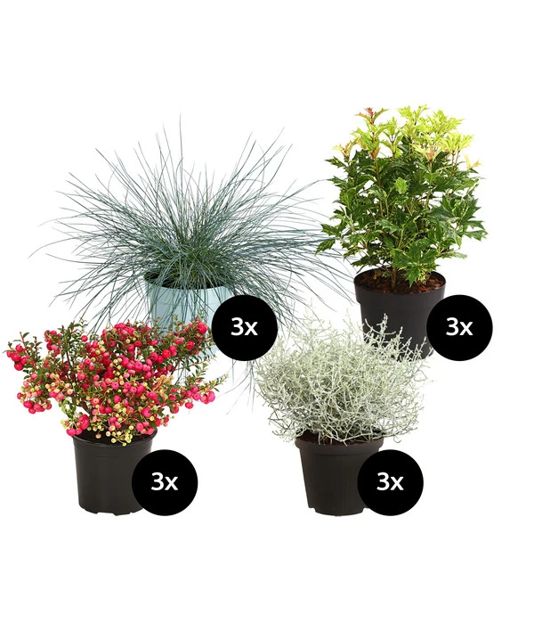 Grabpflanzen-Set Trost, 12-teilig 1 Grabpflanzen-Set Trost, 12-teilig