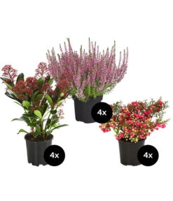 Grabpflanzen-Set Ewigkeit, 12-teilig