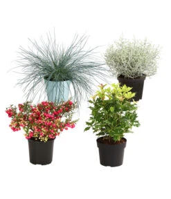 Grabpflanzen-Set Lichtblick, 4-teilig