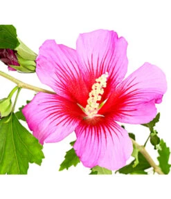 Hibiskus 'Silke' - Garten-Eibisch -Gardena Store 7212228 WE DE 001 HibiscusSyriacusSilkeRoseneibischHibiskus3LDehnerExpressHerzig