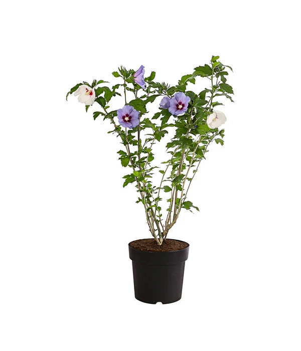 Hibiskus-Duo - Garten-Eibisch, Verschiedene Farbkombinationen 2 Hibiskus-Duo - Garten-Eibisch, Verschiedene Farbkombinationen – Bild 2