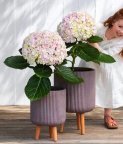 Bauern-Hortensie 'Avantgarde' -Gardena Store 7220148 WE MO 001 HortensieAvantgard5L