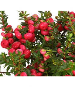 Torfmyrte, Rot -Gardena Store 7301401 PR DE 001 PernettyaTorfmyrteRotDehnerExpressHerzig