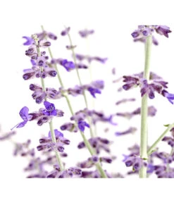 Blauraute 'Blue Spire' -Gardena Store 7302631 WE DE 001 BlaurautePerovskiaAbrotanoidesBlueSpire3LDehnerExpressHerzig