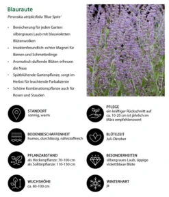 Blauraute 'Blue Spire' -Gardena Store 7302631 WE IG 001 Blauraute